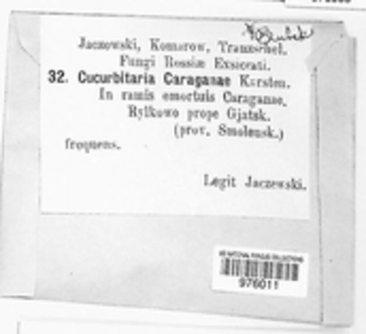 Cucurbitaria caraganae image
